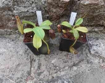 Nepenthes stenophylla x fusca, Fleischfressende Pflanze, Kannenpflanze, mittelgroß