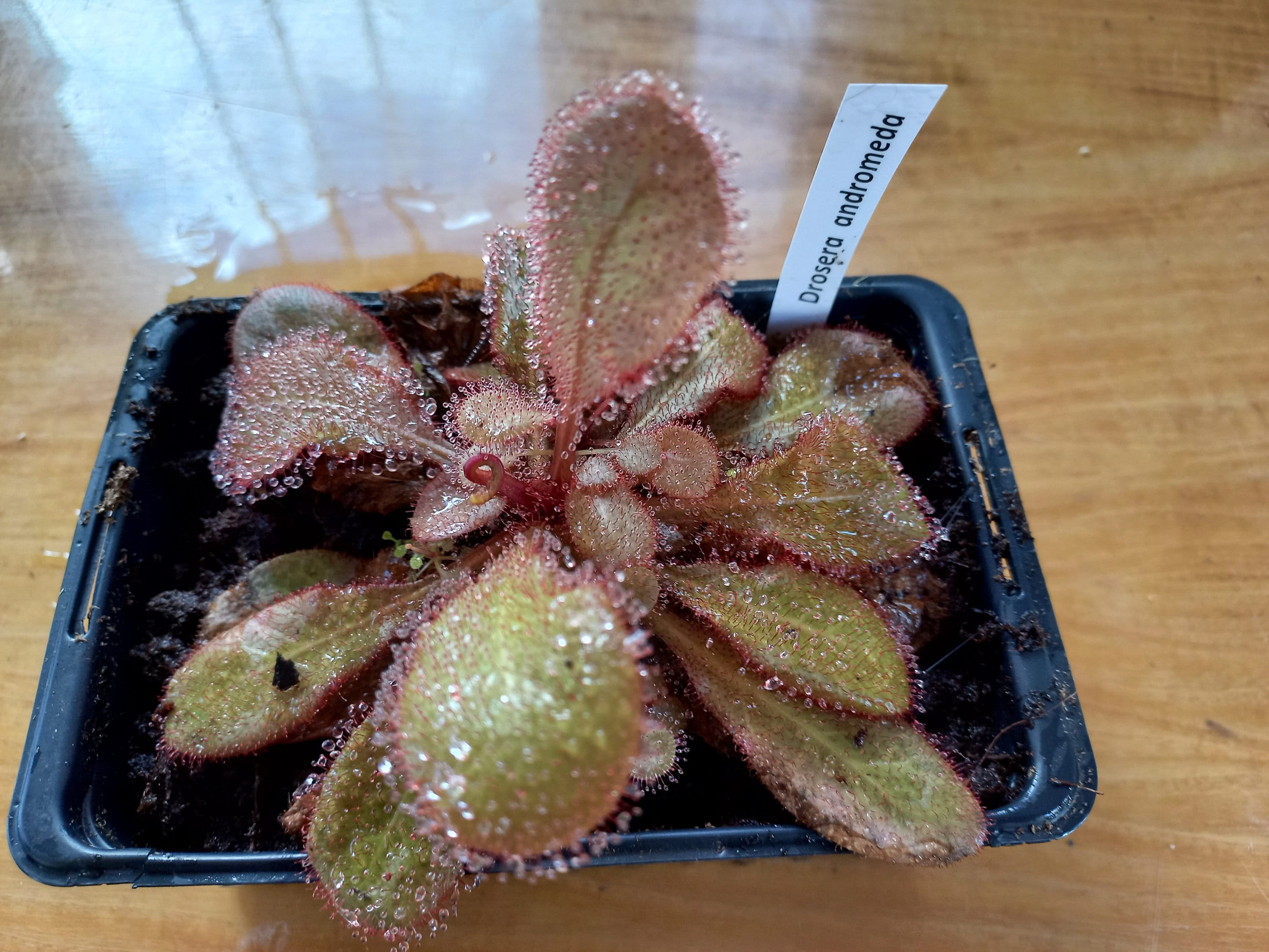 RARE: Drosera Andromeda (schizandra X Prolifera), Carnivorous