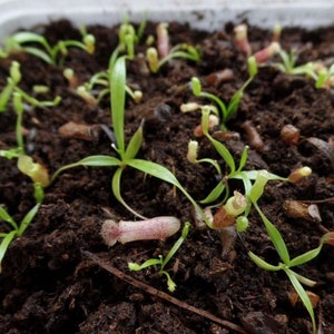 RARE: Nepenthes jamban, bare roots, babyplant image 1