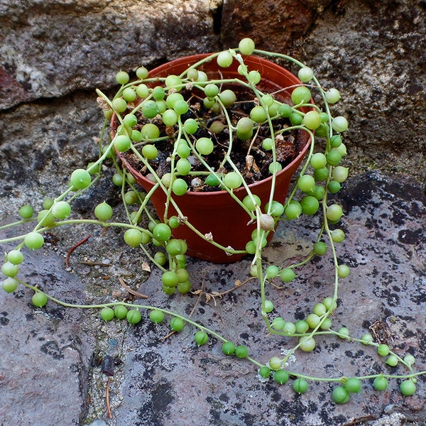 Succulent plant Senecio rowleyanus string of pearls plant