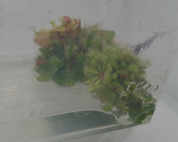Drosera Chimaera Carnivorous Plant Sundew in Vitro tissue | Etsy