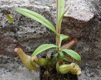 Nepenthes eustachya, Carnivorous plant, Pitcher plant, 1 medium size