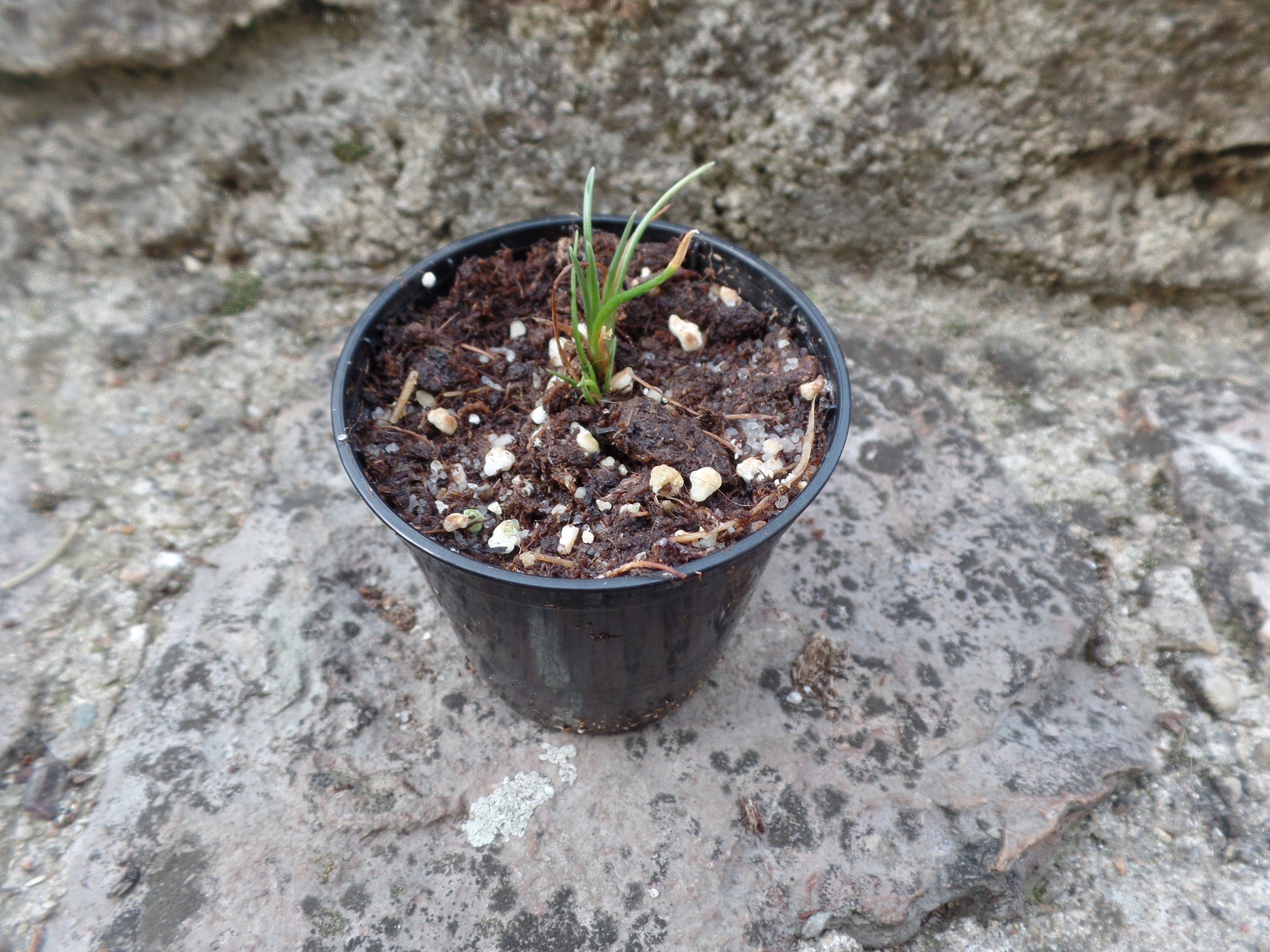 Brocchinia hechtioides Bromelia carnívora planta bebé - Etsy España