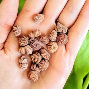 Mini Oklahoma Rose Rocks: 6 Unique and Natural Barite Rose Minerals