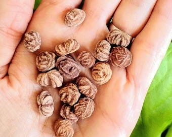 Mini Oklahoma Rose Rocks: 6 Unique and Natural Barite Rose Minerals