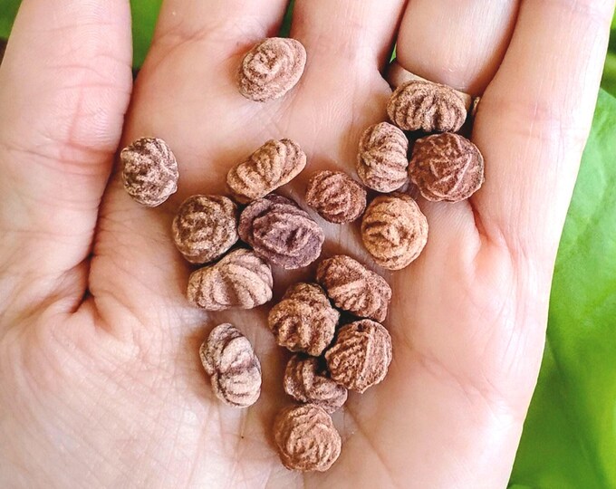 Mini Oklahoma Rose Rocks: 6 Unique and Natural Barite Rose Minerals