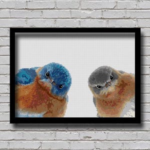 May include: Two bluebirds with orange chests are looking at the viewer. The bird on the left has a blue head and the bird on the right has a gray head.