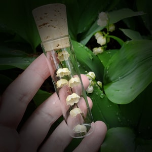 Muguet dans une fiole en verre – Talisman du jardin empoisonné | Herbe des fées | Fleur de Perséphone | Protection néfaste | Cloches de mai
