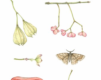 Tulip Tree Beauty Moth Botanical Watercolor Art Print by Laura Poulette