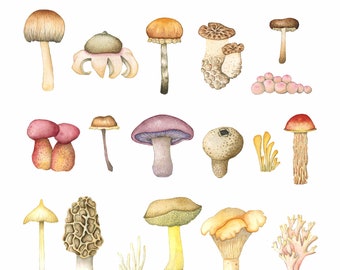 Mushroom Collection Watercolor Art Print by Laura Poulette