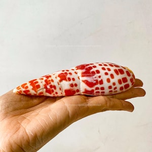 May include: A red and white seashell with a checkered pattern. The shell is held in a hand.