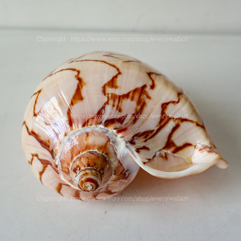 Cymbiola Nobilis Parva Conch Shell Treasure of the Ocean Vortex Large ...