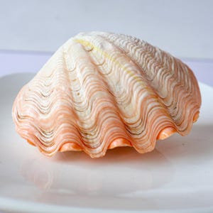 May include: A single bivalve seashell featuring a prominent ribbed texture and a gradient of soft peach, cream, and white colors. The shell has a distinct scalloped edge and a curved, fan-like shape with visible growth lines across its surface.
