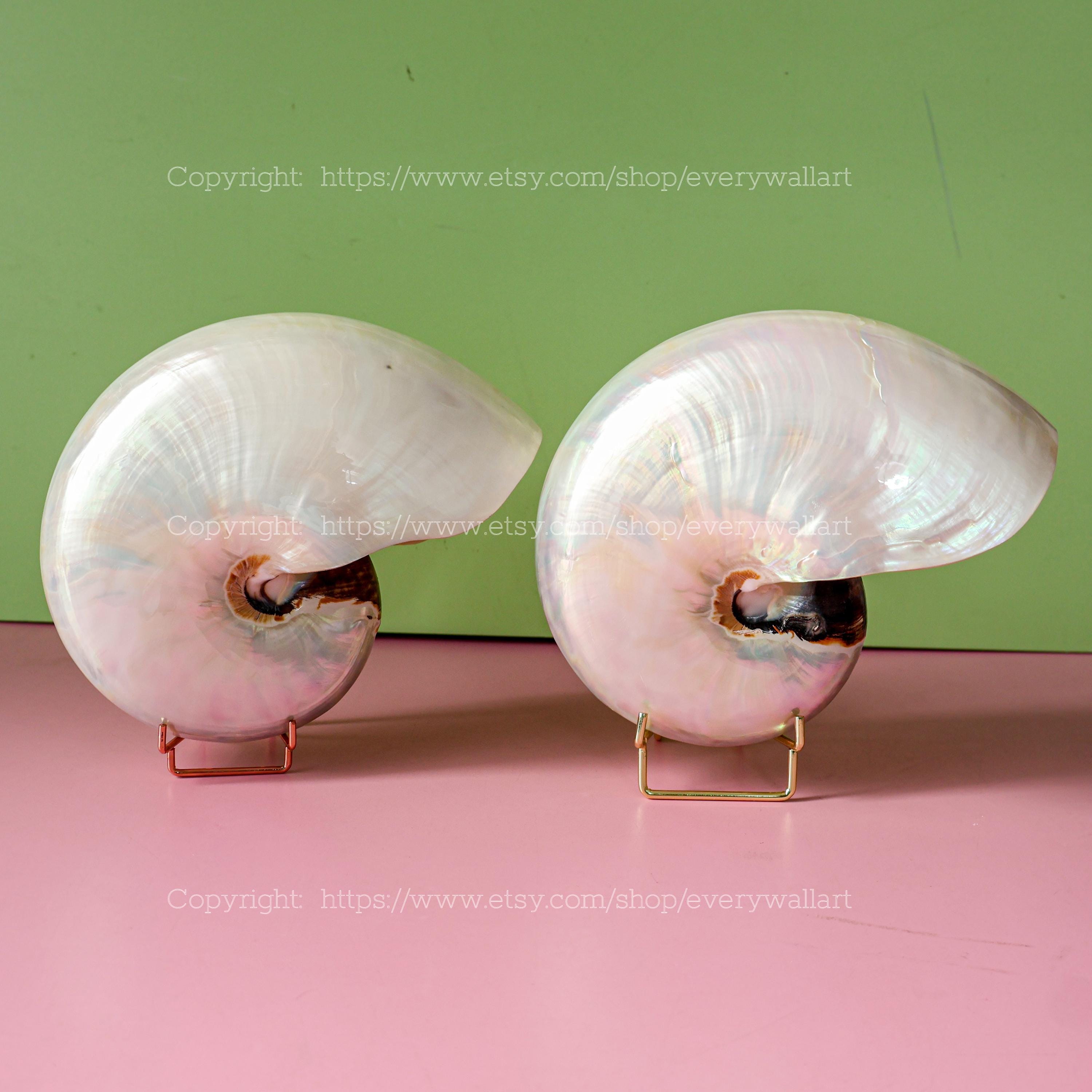 Polished Conch Shell Chambered Nautilus - Treasure of the Ocean Large ...