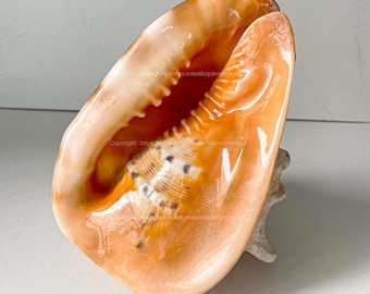 Rara concha de Cassis Cornuta, tesoro del océano, caracola, concha de casco amarilla, concha gigante para decoración, enorme concha marina, gran caracola