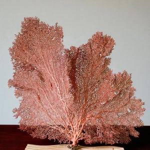 Natural Coral for Home Decor Dead Sea Fan Reefs Coral Collection from the Sea Original Coral Reef for Aquarium Desk Christmas's Gift