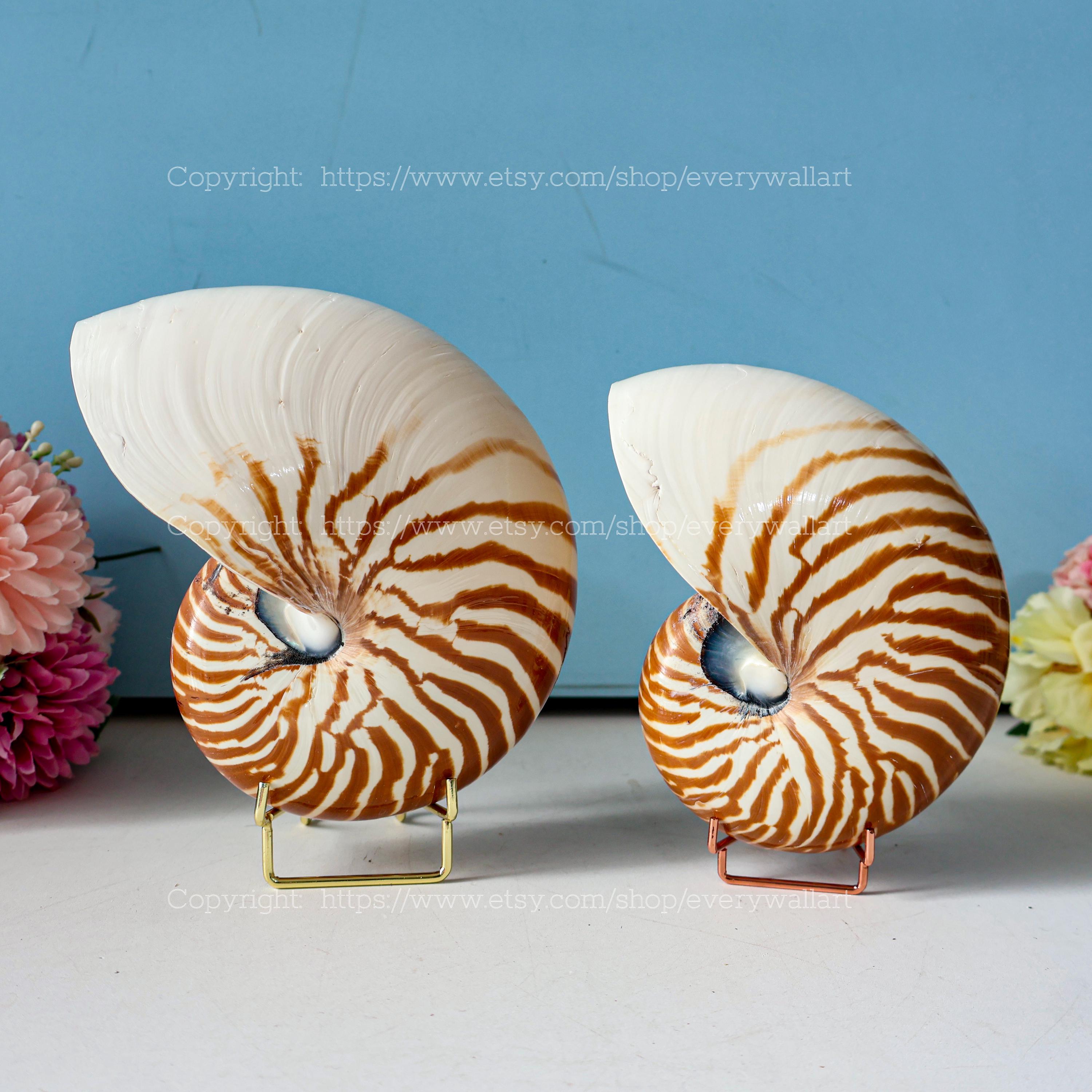 Conch Shell Chambered Nautilus Ocean Vortex - Treasure of the Ocean ...
