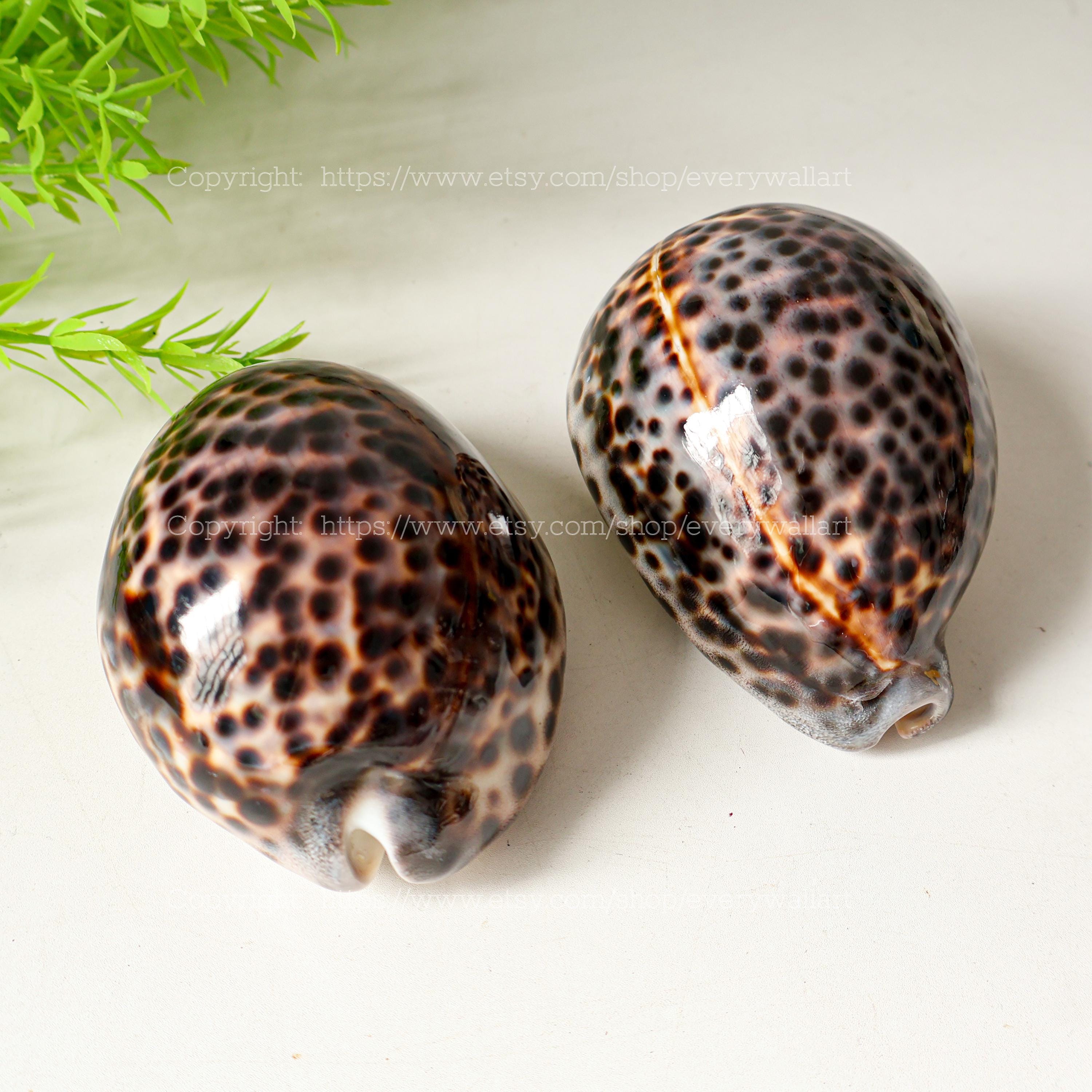 BIG Natural Cypraea Tigris for Decor Conch, Large Sea Snail Shell ...