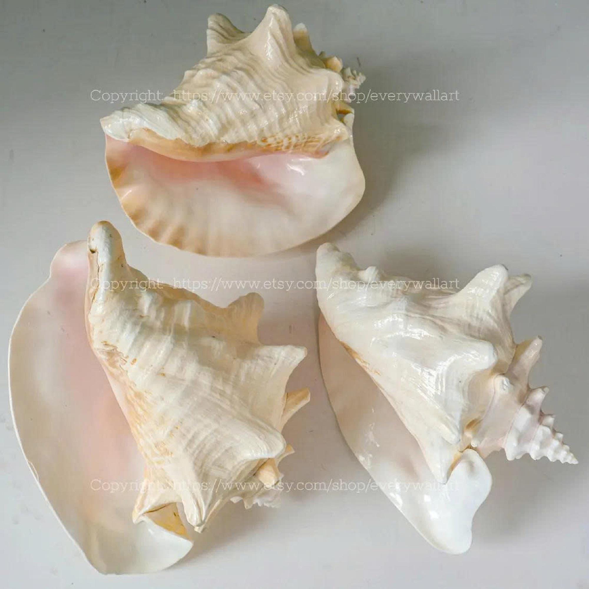 Polished Pink Queen Conch Shell Queen's Pearl - Treasure of the Ocean ...