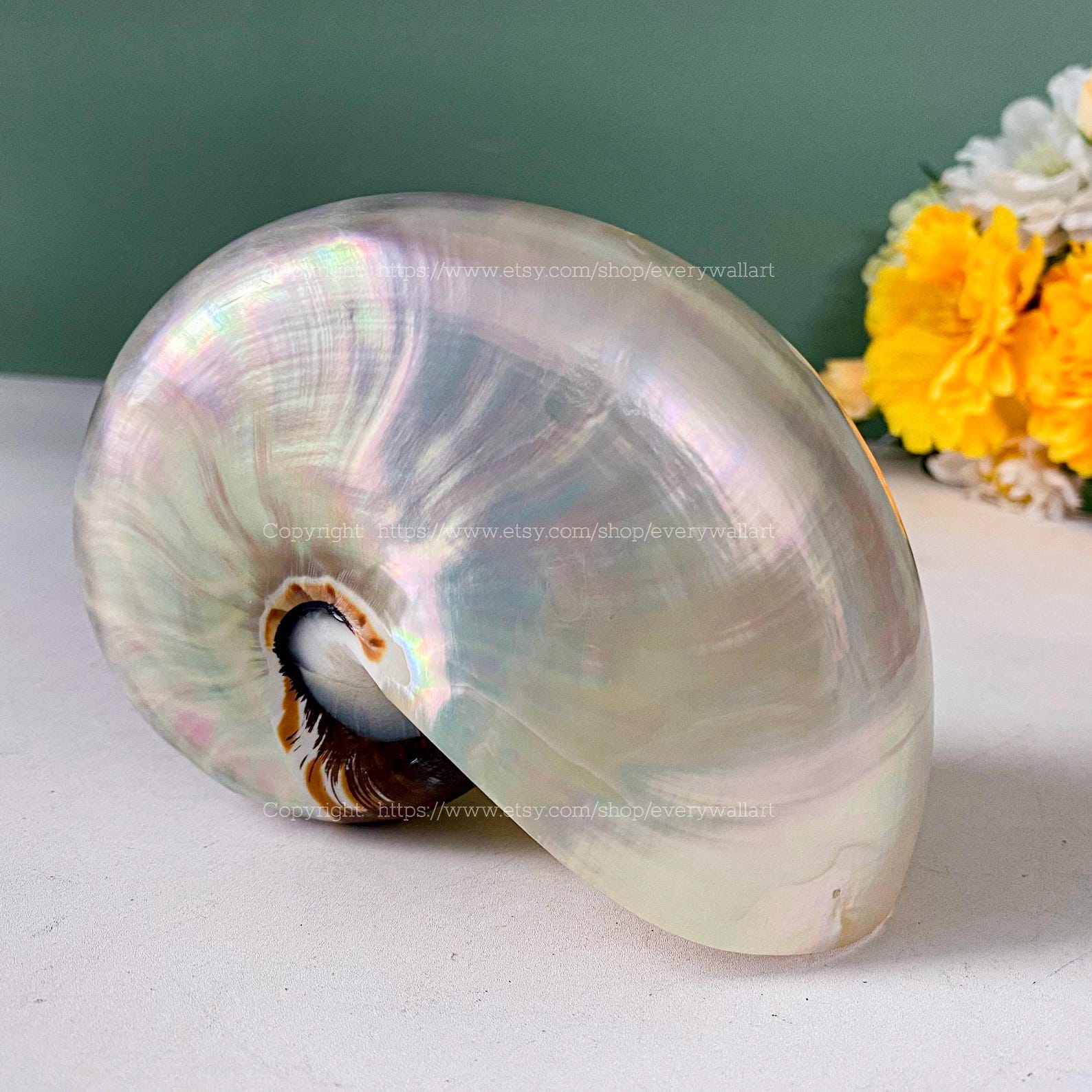 Polished Conch Shell Chambered Nautilus - Treasure of the Ocean Large ...