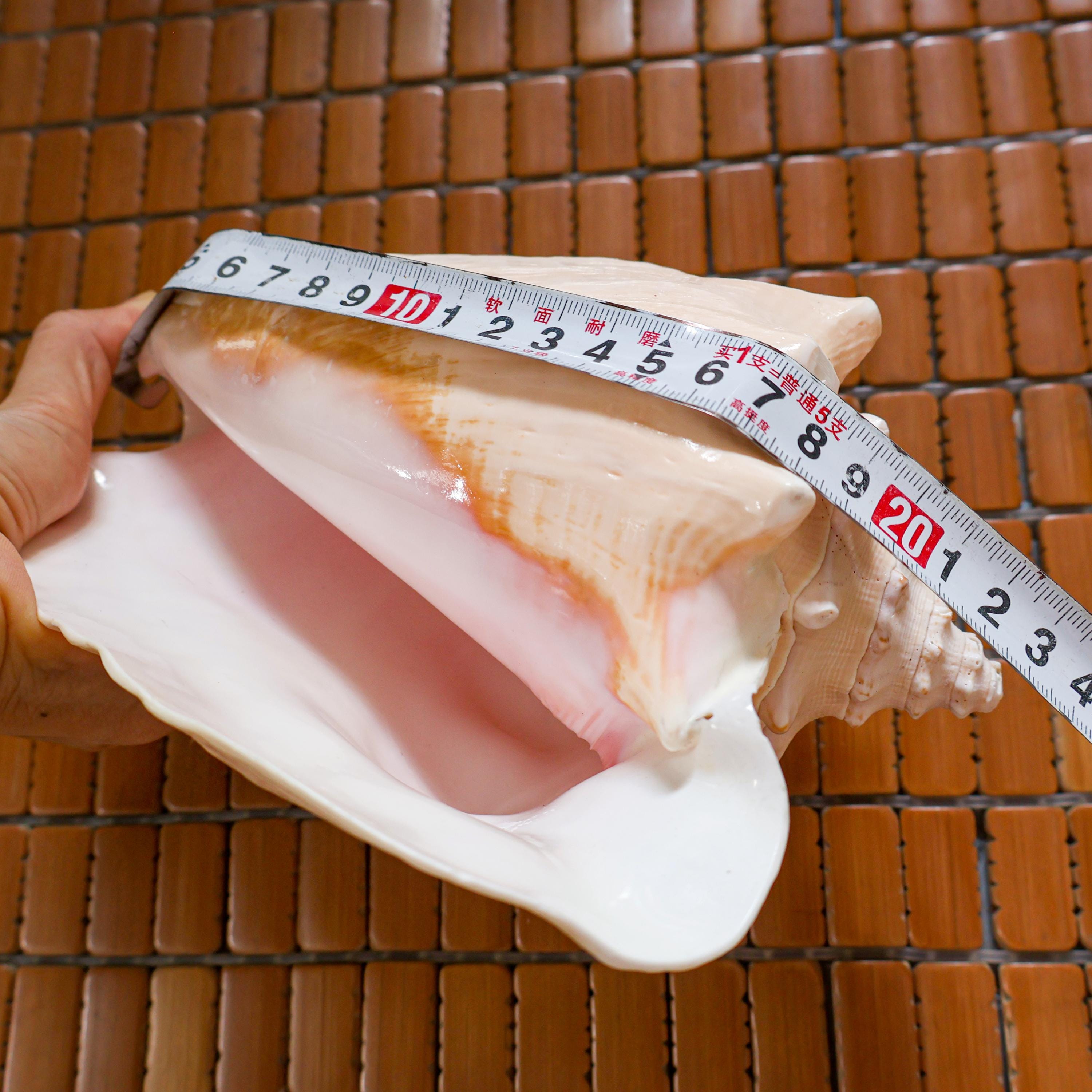 Polished Pink Queen Conch Shell Queen's Pearl - Treasure of the Ocean ...