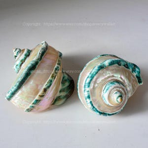Mother Of Pearl Polished Beautiful Seashell Treasure of the Ocean Large Conch Shell Turbo Sea Shell Giant Green Conch Shell Marmoratus Shell image 6