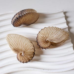 May include: Three nautilus shells with a natural tan and brown gradient, featuring intricate ribbed textures and spiral patterns. The shells are arranged on a white, wavy, ridged surface. Each shell displays a distinct curved shape.
