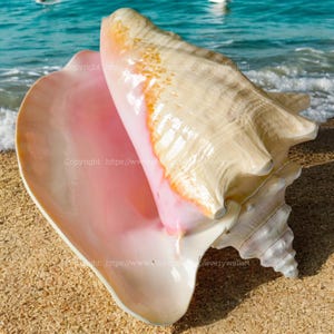 Polerowana różowa muszla królowej, perła królowej - skarb oceanu, duża muszla Aliger Gigas, spiralna muszla gwiaździsta, gigantyczna muszla morska