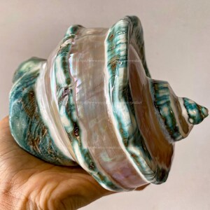 Mother Of Pearl Polished Beautiful Seashell Treasure of the Ocean Large Conch Shell Turbo Sea Shell Giant Green Conch Shell Marmoratus Shell image 9