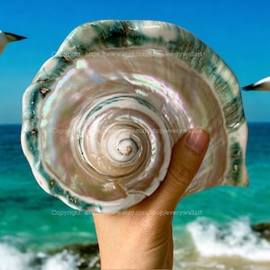 Puede incluir: Una gran concha iridiscente con un exterior verde y blanco. La concha se sostiene en una mano contra un fondo de cielo azul y océano.