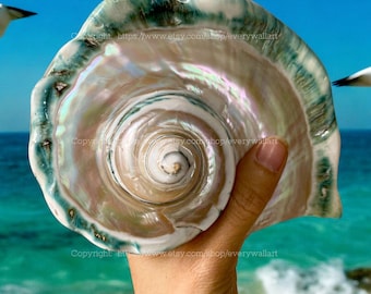 Mother Of Pearl Polished Beautiful Seashell Treasure of the Ocean Large Conch Shell Turbo Sea Shell Giant Green Conch Shell Marmoratus Shell