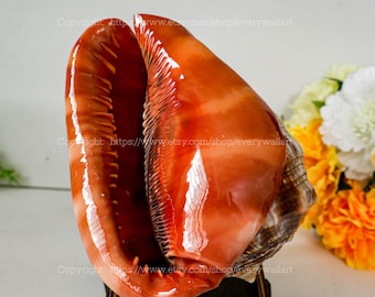 Natural Seashell Bullmouth Cassis Rufa Large Seashell for Decor Bright Red Mouth Cameo Bullmouth Seashell Real Rare Conch Red Helmet Shell