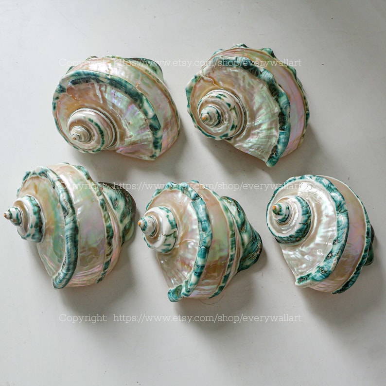 Mother Of Pearl Polished Beautiful Seashell Treasure of the Ocean Large Conch Shell Turbo Sea Shell Giant Green Conch Shell Marmoratus Shell image 4