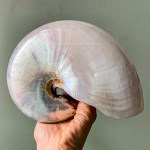 以下が含まれることがあります： 茶色と黒の内側を持つ、虹色の白いオウムガイの貝殻。貝殻は手で持たれている。