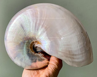 May include: A large, iridescent white nautilus shell with a brown and black interior. The shell is being held in a hand.