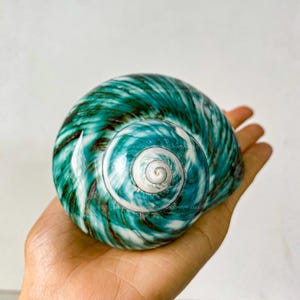 May include: A large, green and white seashell with a spiral pattern. The shell has a smooth, glossy finish.