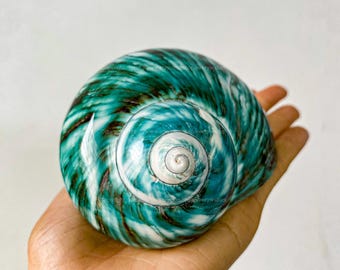 Natural Green Turbo Shell for Decor Conch, Jade Turbo Shell Spiral Shell Big Seashell Jade Turbo Shell Snail Shell White Shell Beautiful