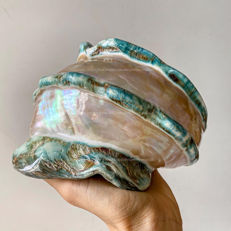 Polished Beautiful Seashell Treasure of the Ocean Large Conch Shell Turbo Sea Shell Giant Green Conch Shell Marmoratus Shell Mother Of Pearl image 10