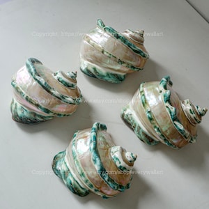 Polished Beautiful Seashell Treasure of the Ocean Large Conch Shell Turbo Sea Shell Giant Green Conch Shell Marmoratus Shell Mother Of Pearl image 3