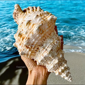 Grenouille Coquillage Bubo Bursa Coquillage Trésor de l'océan Grande coquille de lambi Tutufa naturel Coquillage rubeta Corail Escargot Aquarium Coquillage géant