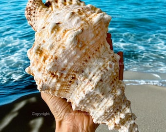 Frog Shell Bursa Bubo Seashell Treasure of the Ocean Large Conch Shell Natural Tutufa Rubeta Conch Shell Coral Snail Fish Tank Giant Shell