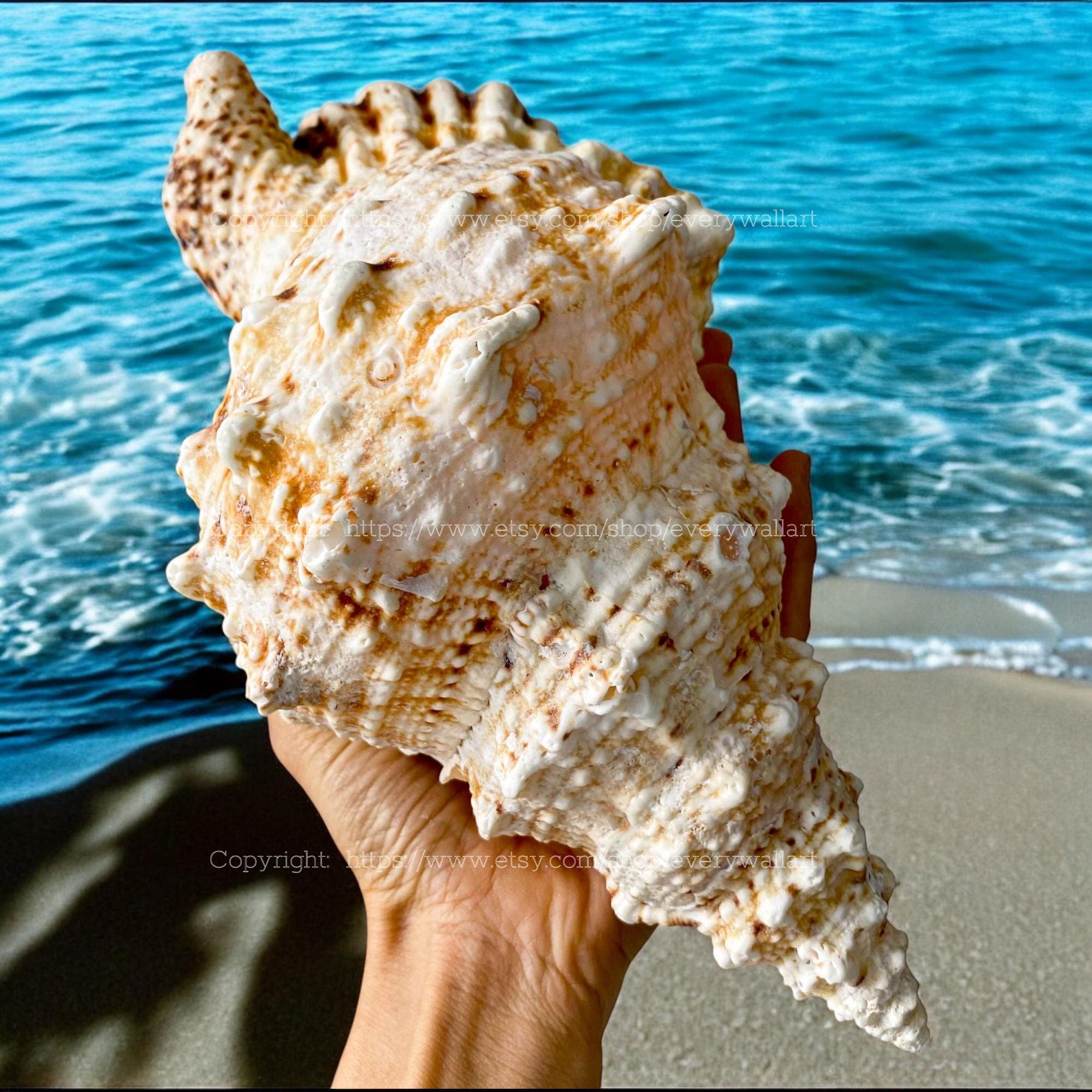 Frog Shell Bursa Bubo Seashell Treasure of the Ocean Large Conch Shell Natural Tutufa Rubeta Conch Shell Coral Snail Fish Tank Giant Shell