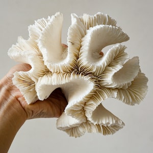 May include: Close-up of a white coral specimen with a complex, layered structure. The coral features numerous folds and ridges, with an off-white color and some light brown areas. The overall shape is irregular and organic, resembling a natural sculpture.
