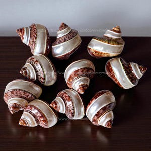 Natural White Brown Shell for Decor Conch, Jade Turbo Shell Spiral Shell Big Seashell Jade Turbo Shell Snail Shell Polished Shell Random