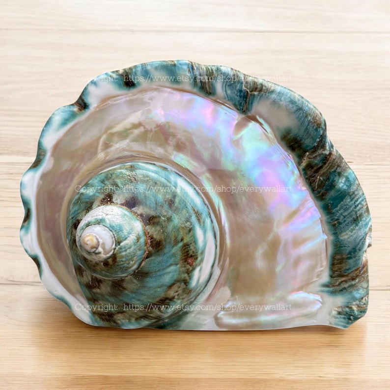 May include: A large, iridescent seashell with a green and brown exterior. The inside of the shell is a pearly white with a rainbow sheen.