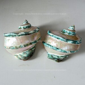 Polished Beautiful Seashell Treasure of the Ocean Large Conch Shell Turbo Sea Shell Giant Green Conch Shell Marmoratus Shell Mother Of Pearl image 8