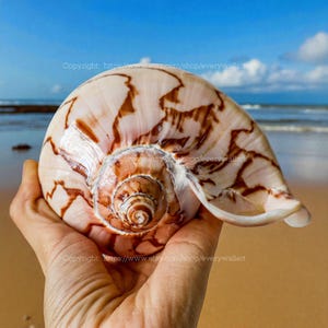 Cymbiola Nobilis Parva Conch Shell Treasure of the Ocean Vortex grote schelp gigantische schelp nobele slakkenhuis zeeslak voor decor display