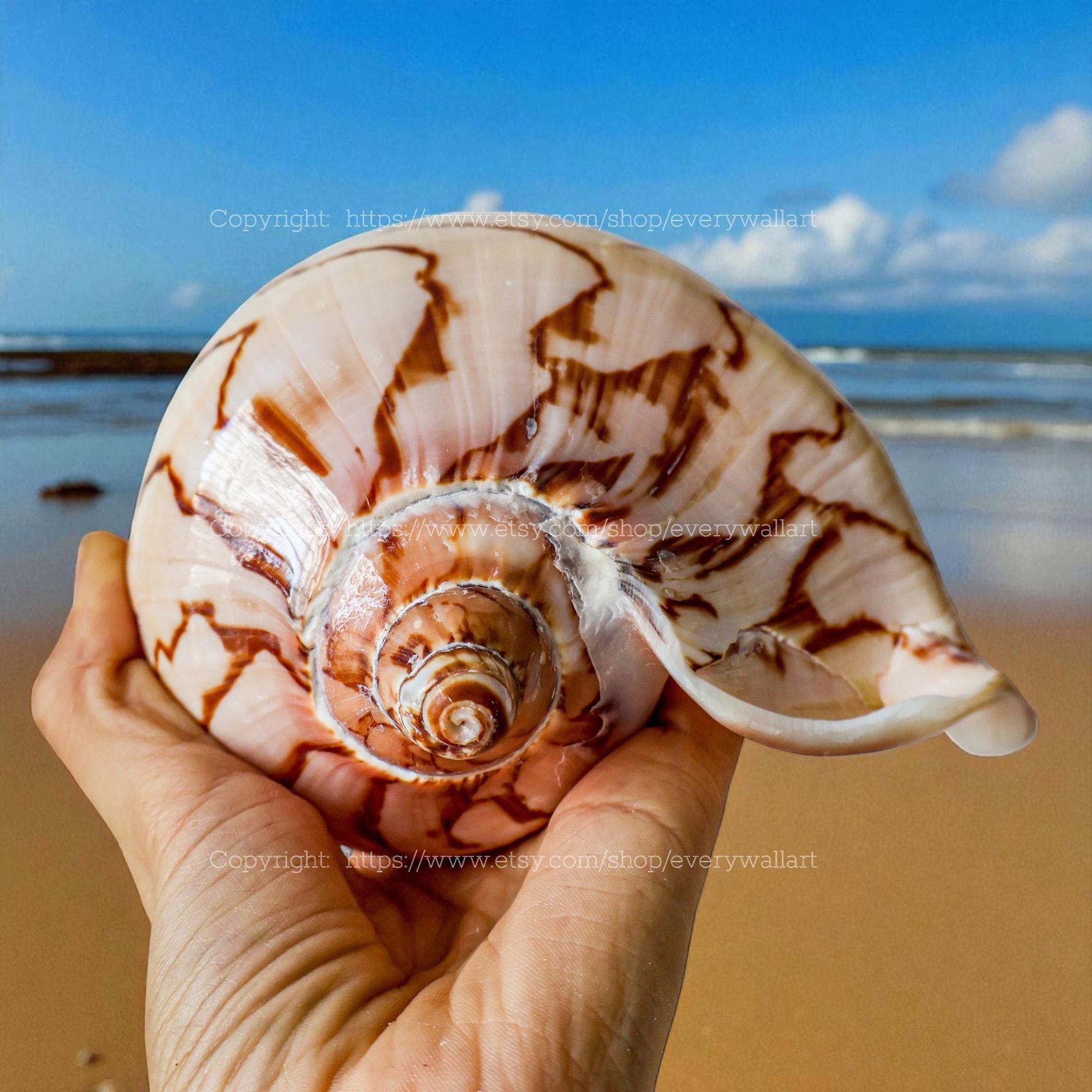ペリカンと巻貝 Volute snail - Etsy 日本