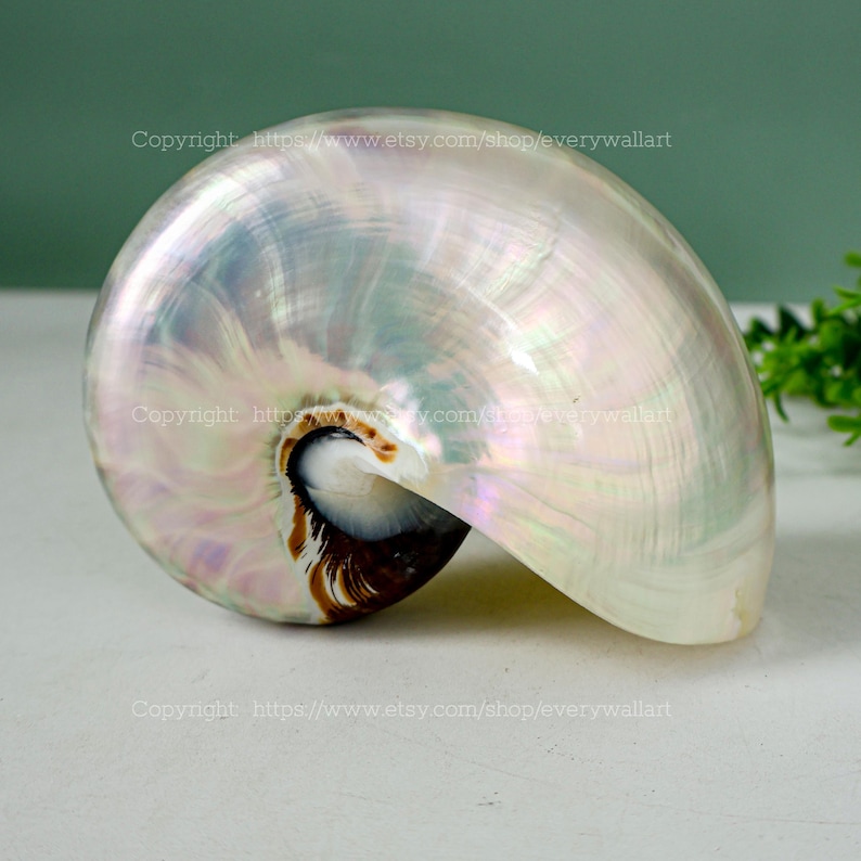 Polished Conch Shell Chambered Nautilus - Treasure of the Ocean Large ...