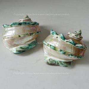 Mother Of Pearl Polished Beautiful Seashell Treasure of the Ocean Large Conch Shell Turbo Sea Shell Giant Green Conch Shell Marmoratus Shell image 7